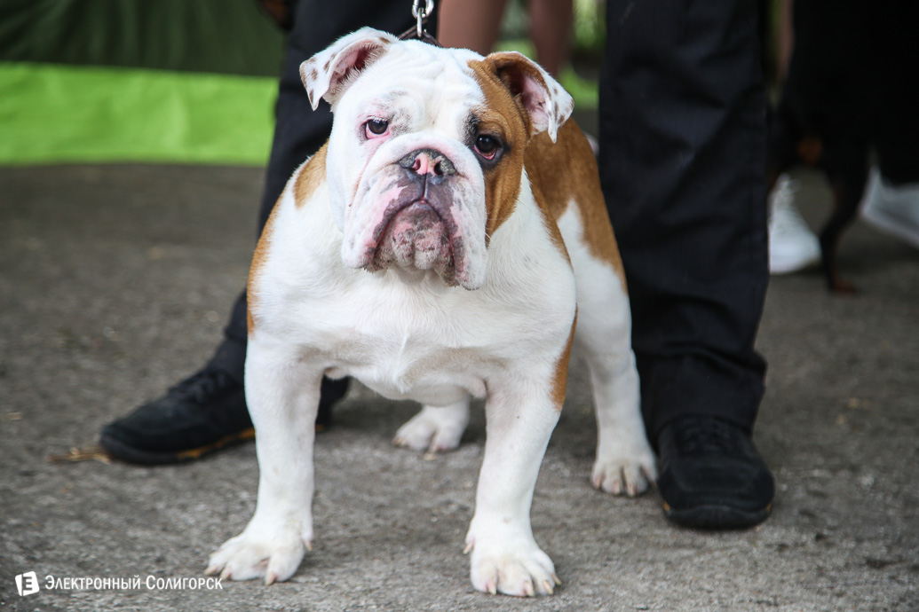 выставка собак Солигорск