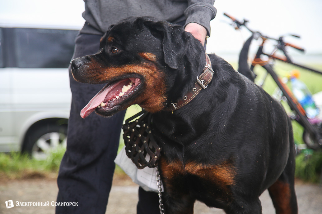 выставка собак Солигорск