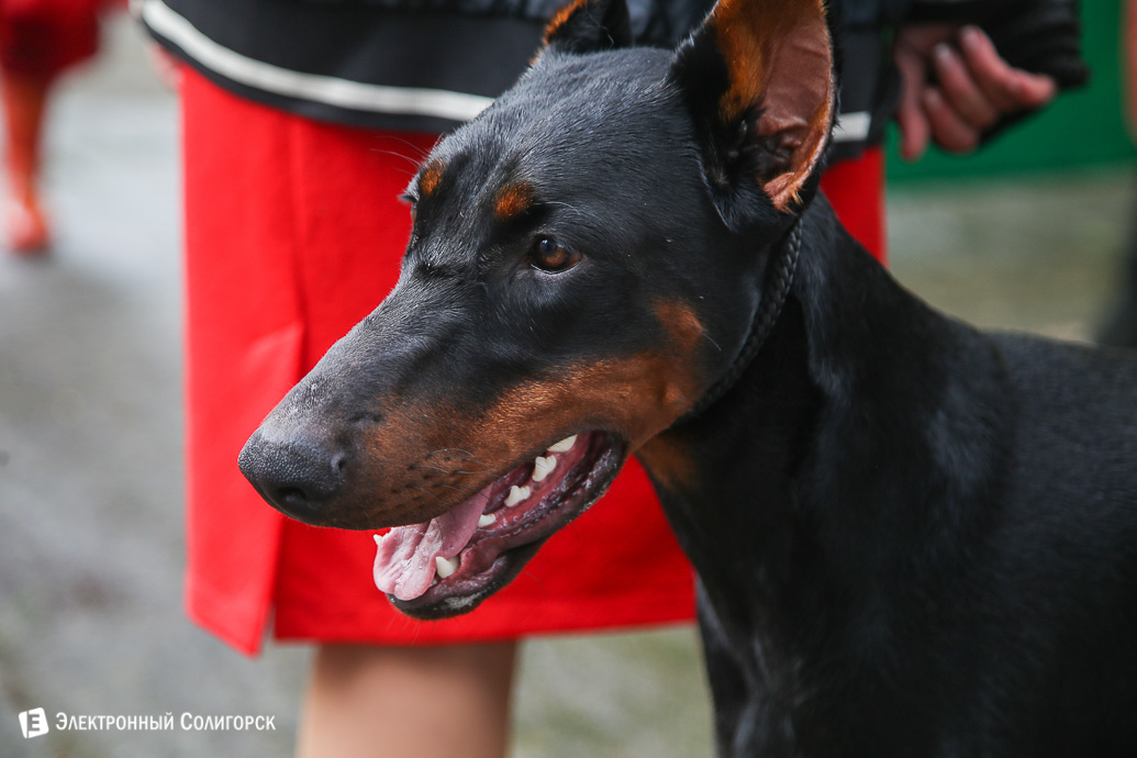 выставка собак Солигорск
