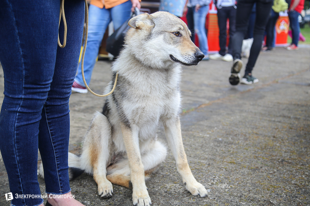 выставка собак Солигорск