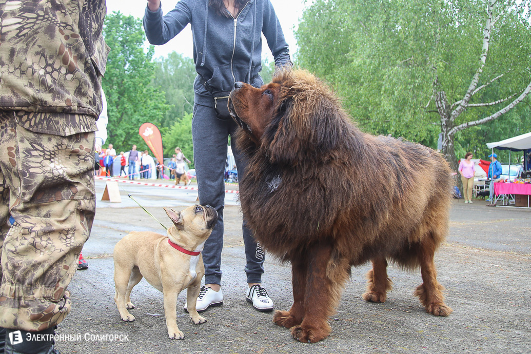 выставка собак Солигорск
