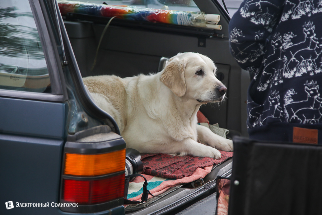 выставка собак Солигорск