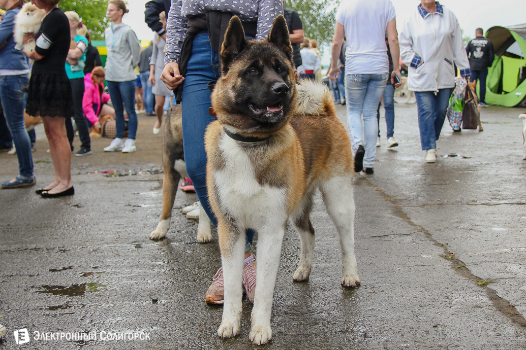 выставка собак Солигорск