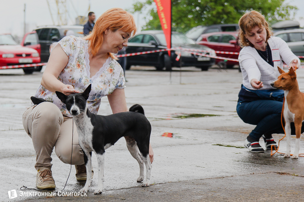выставка собак Солигорск
