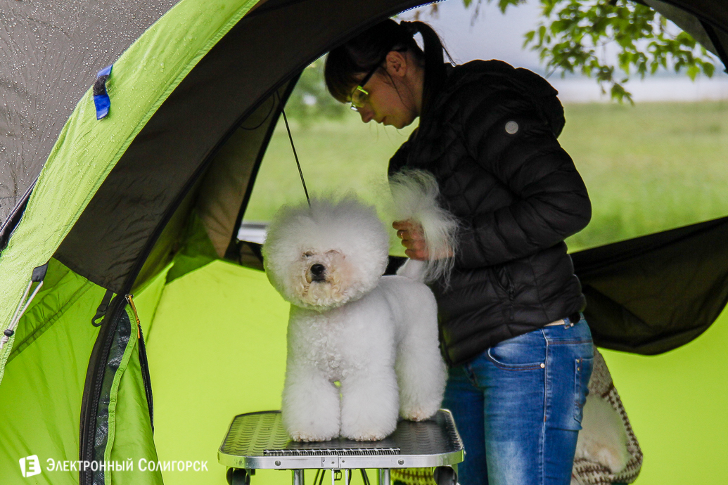 выставка собак Солигорск