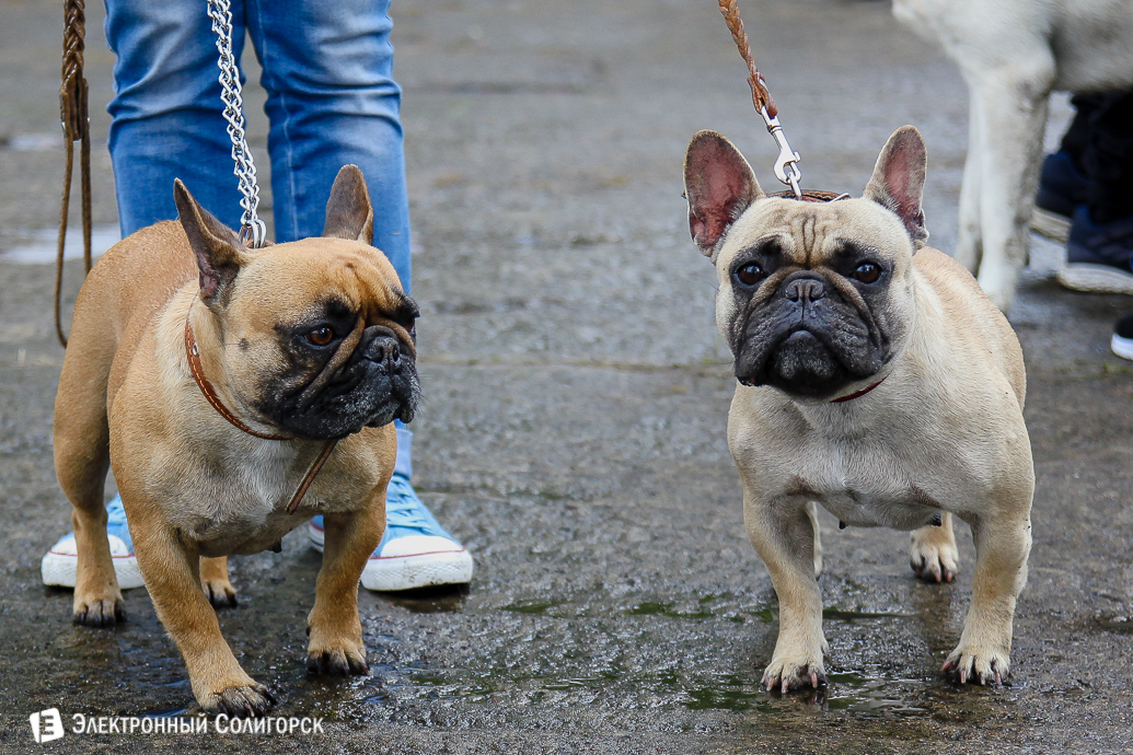 выставка собак Солигорск