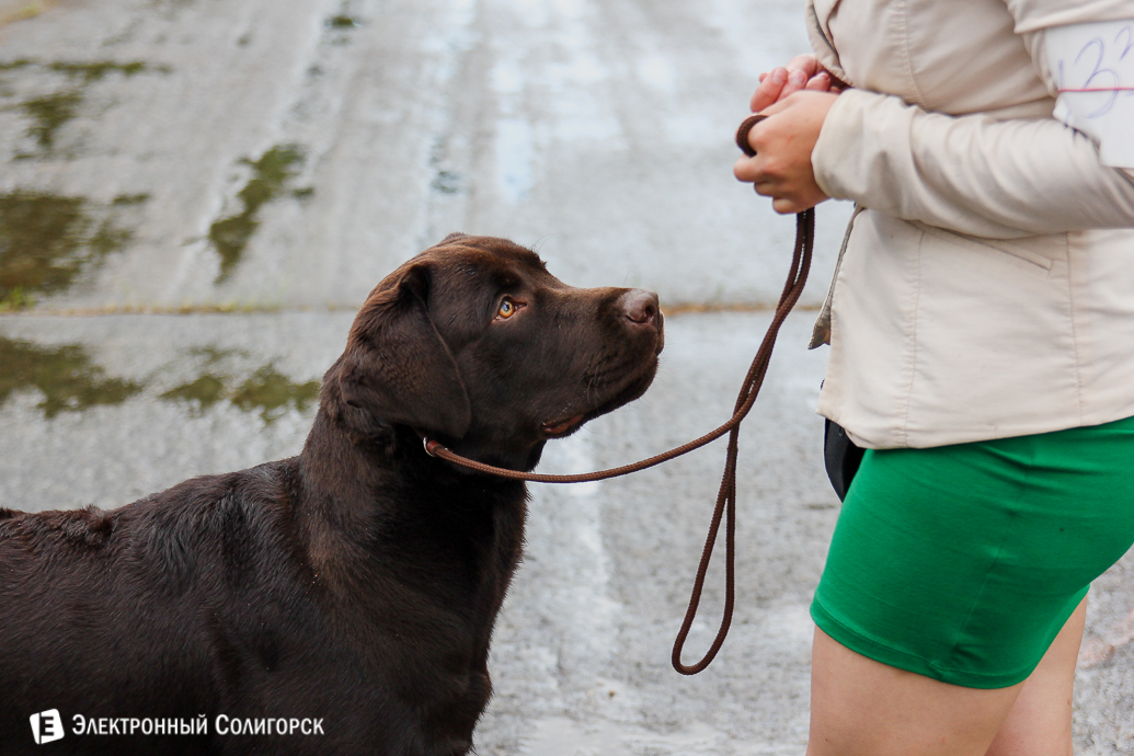 выставка собак Солигорск