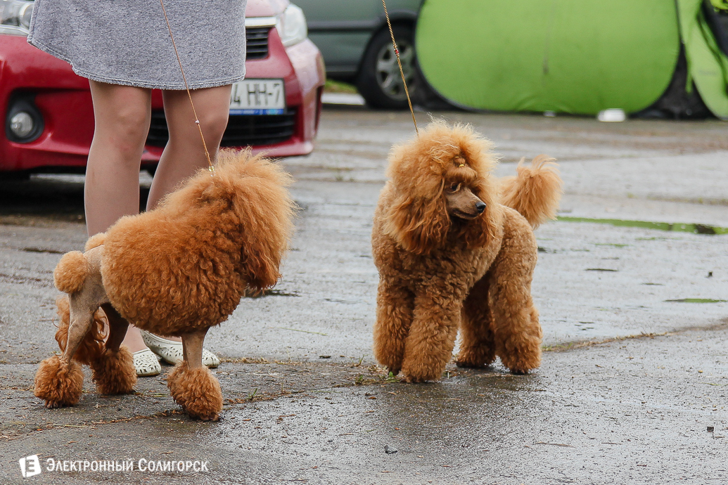 выставка собак Солигорск