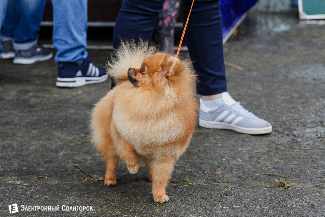 выставка собак Солигорск