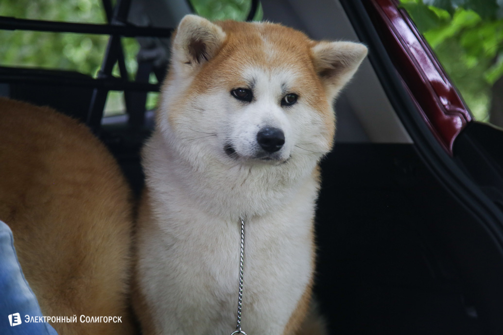 выставка собак Солигорск