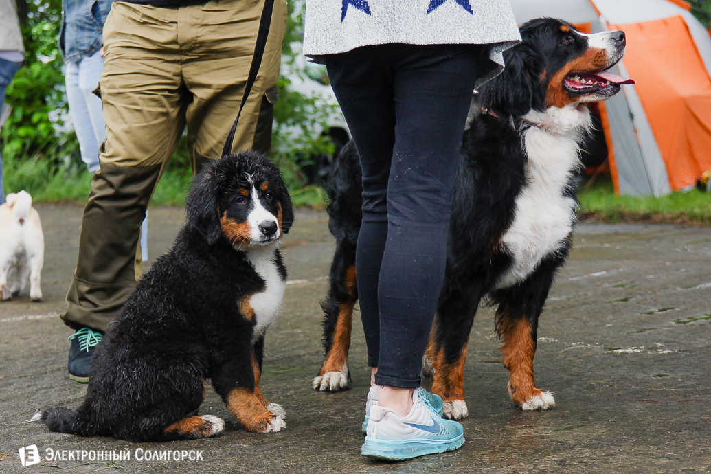 выставка собак Солигорск