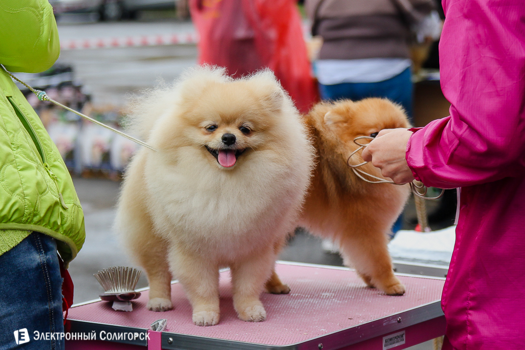 выставка собак Солигорск