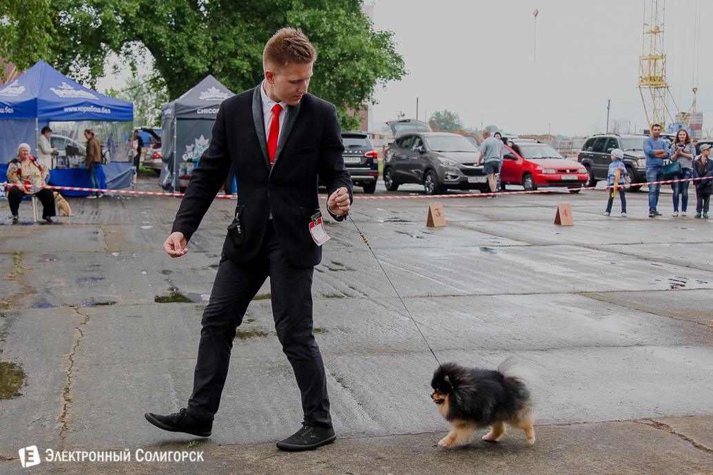 выставка собак Солигорск