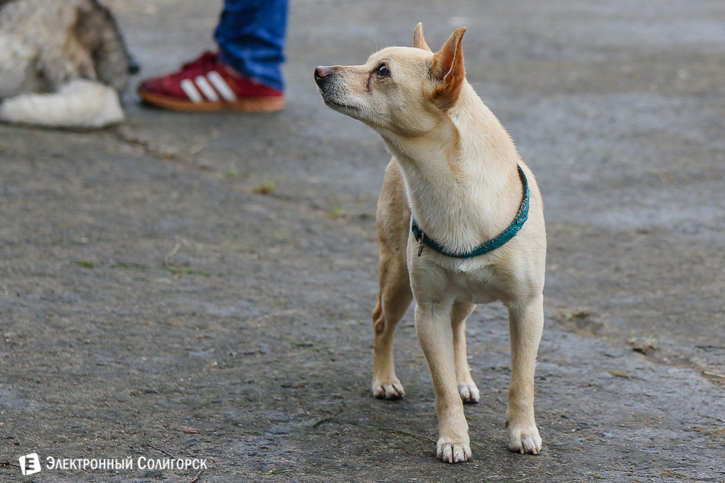 выставка собак Солигорск