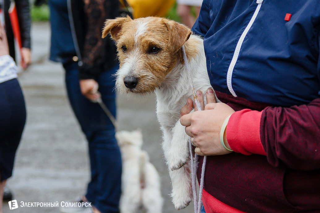 выставка собак Солигорск