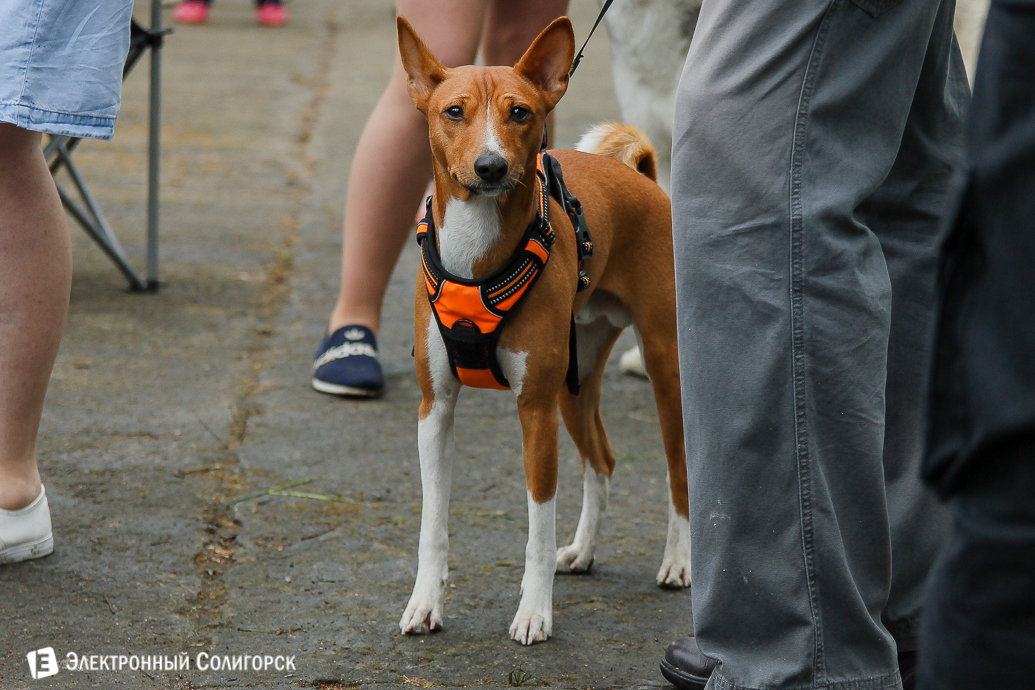 выставка собак Солигорск