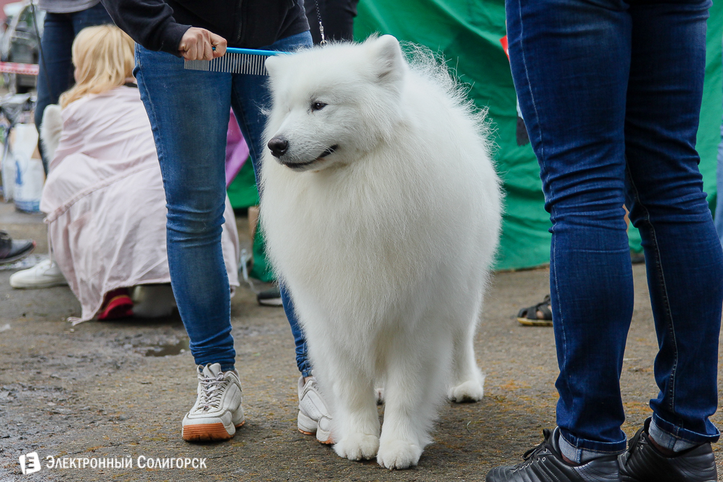 выставка собак Солигорск