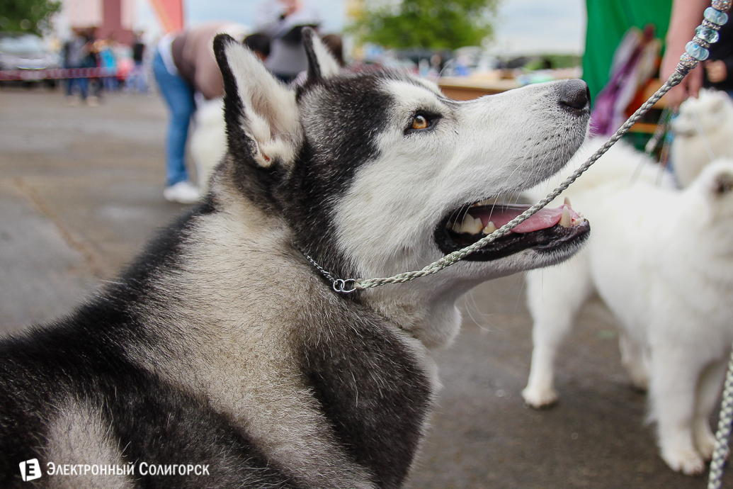 выставка собак Солигорск