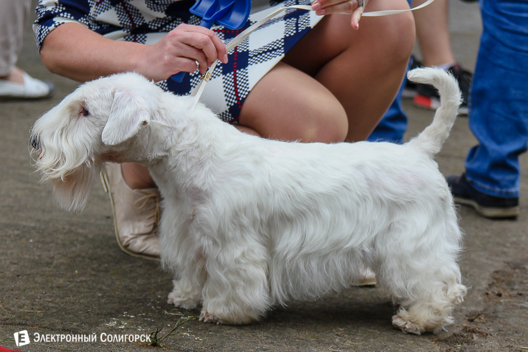 выставка собак Солигорск