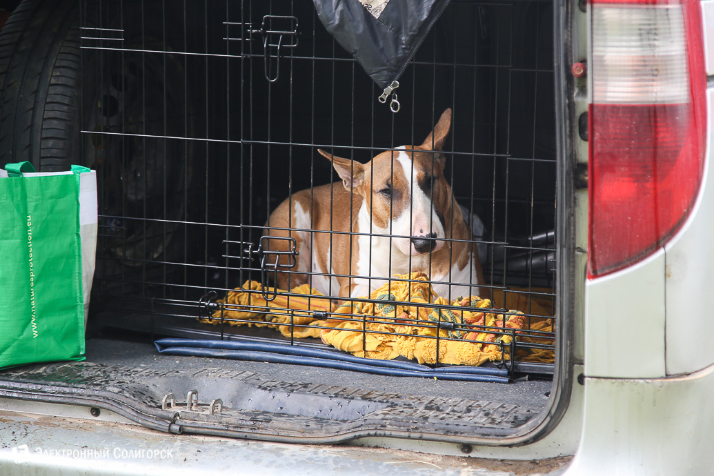 выставка собак Солигорск