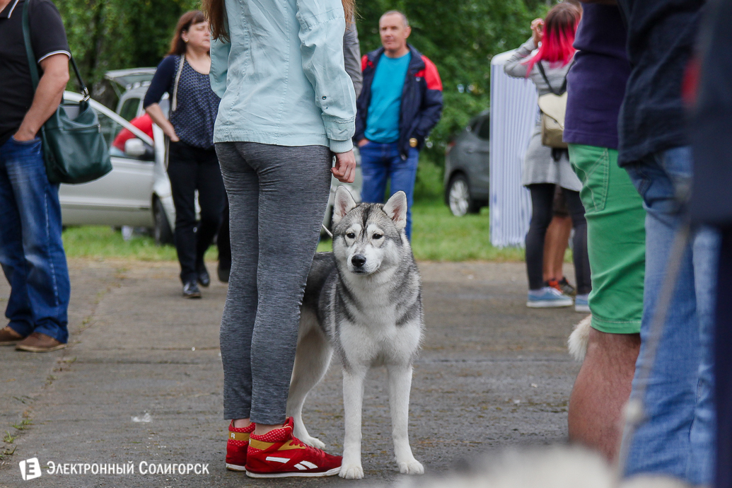 выставка собак Солигорск