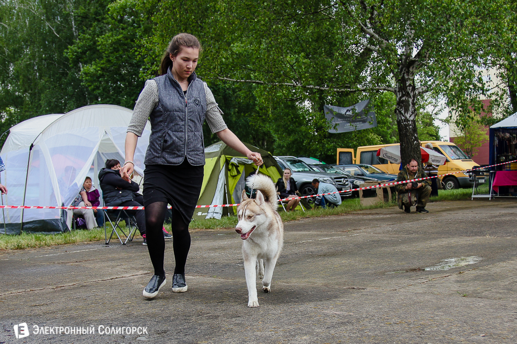выставка собак Солигорск