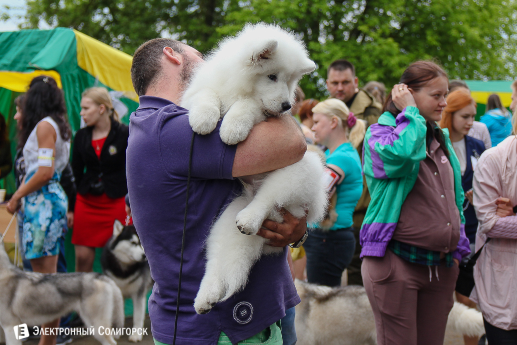 выставка собак Солигорск