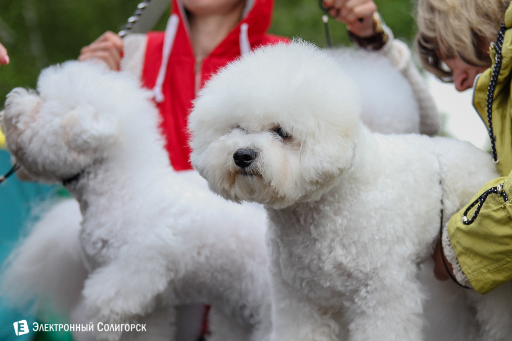 выставка собак Солигорск