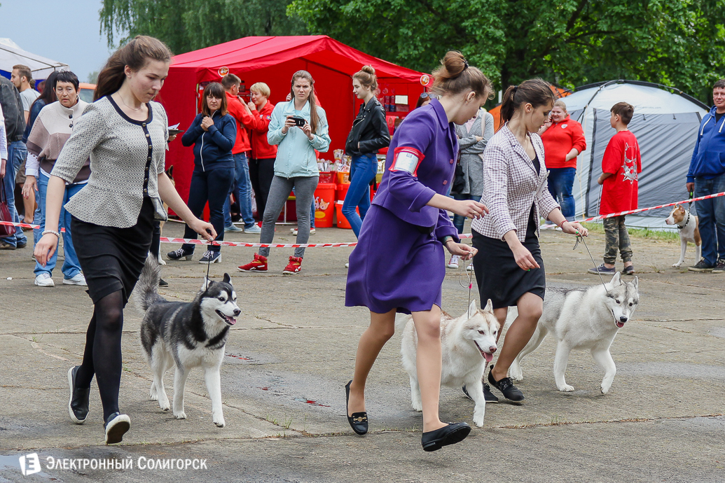 выставка собак Солигорск
