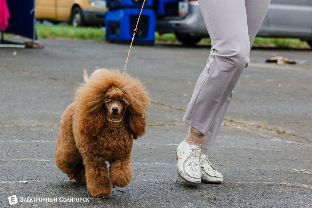 выставка собак Солигорск