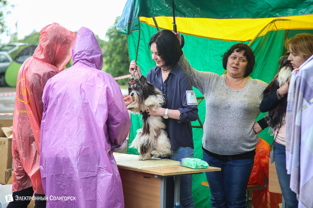 выставка собак Солигорск