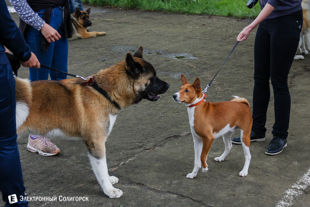 выставка собак Солигорск