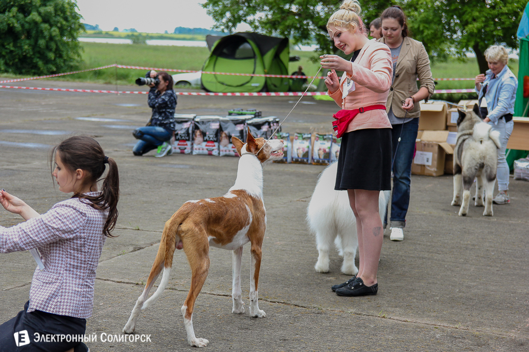выставка собак Солигорск