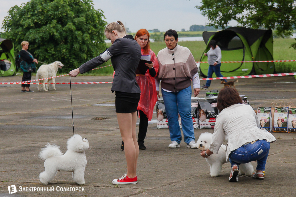 выставка собак Солигорск