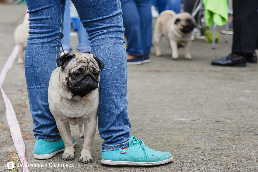 выставка собак Солигорск