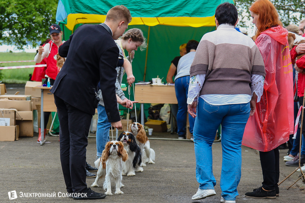 выставка собак Солигорск