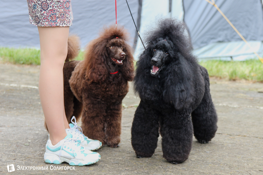 выставка собак Солигорск