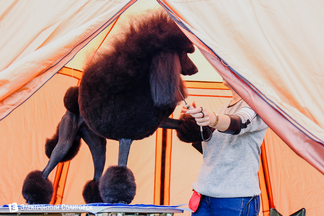 выставка собак Солигорск