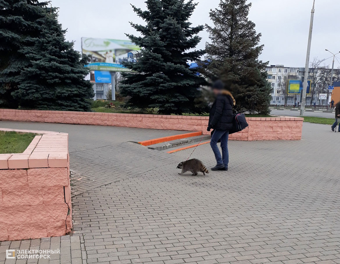 енот солигорск