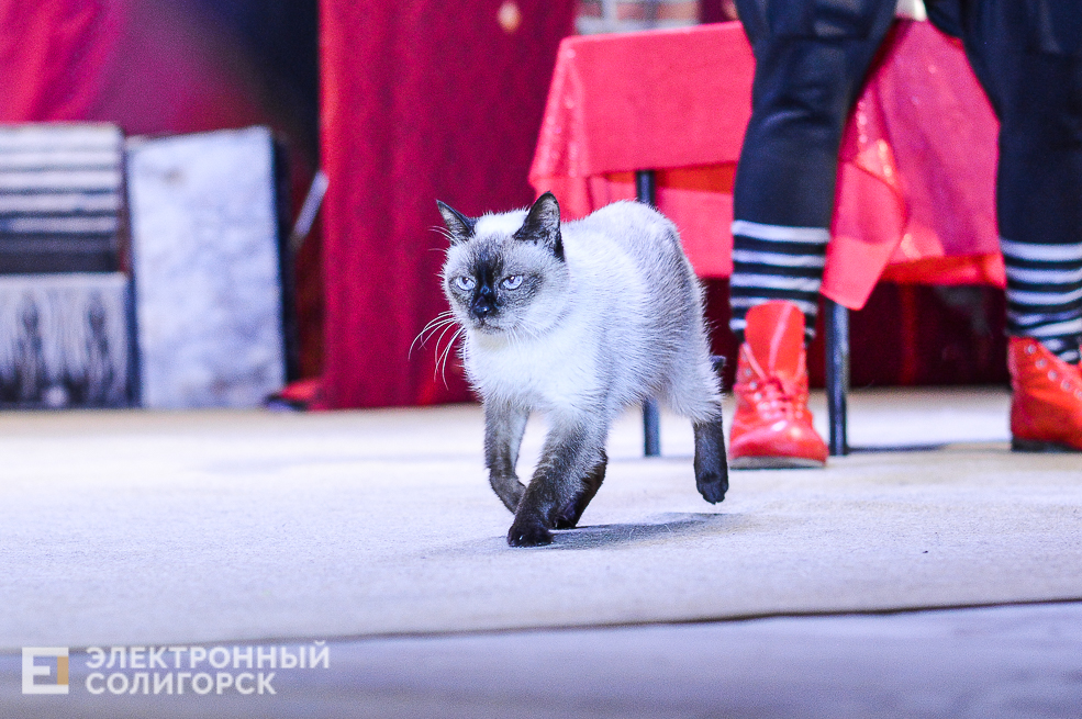 театр кошек