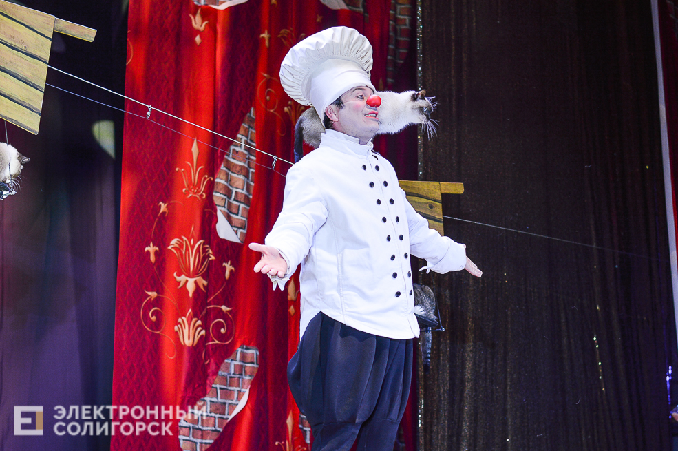 театр кошек