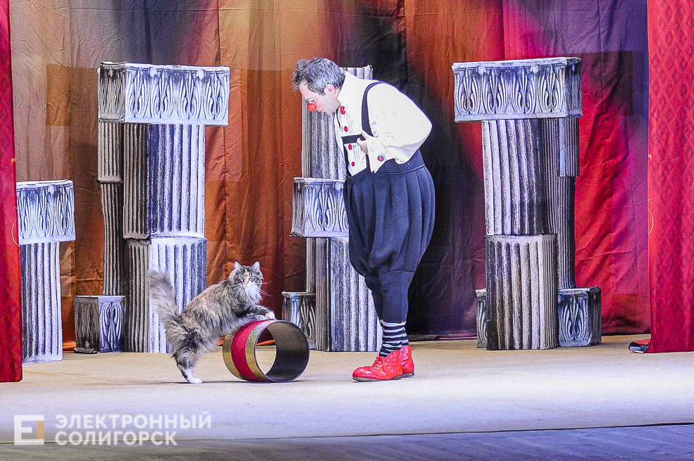 театр кошек