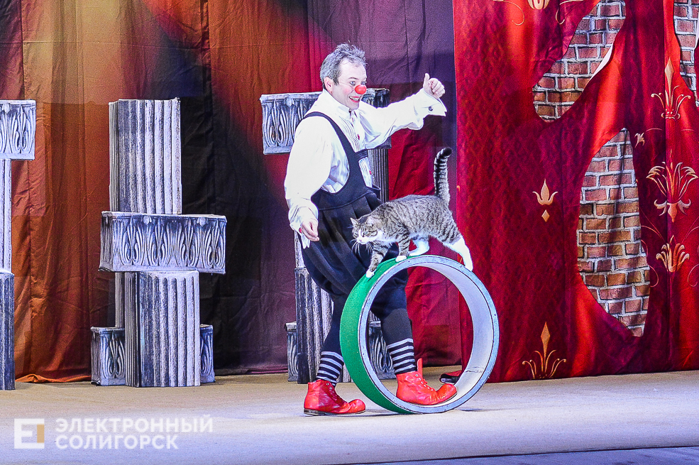 театр кошек