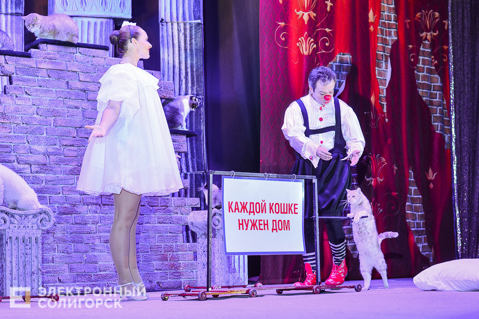 театр кошек