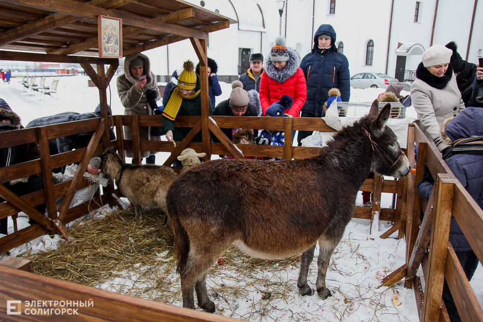 контактный зоопарк Солигорск