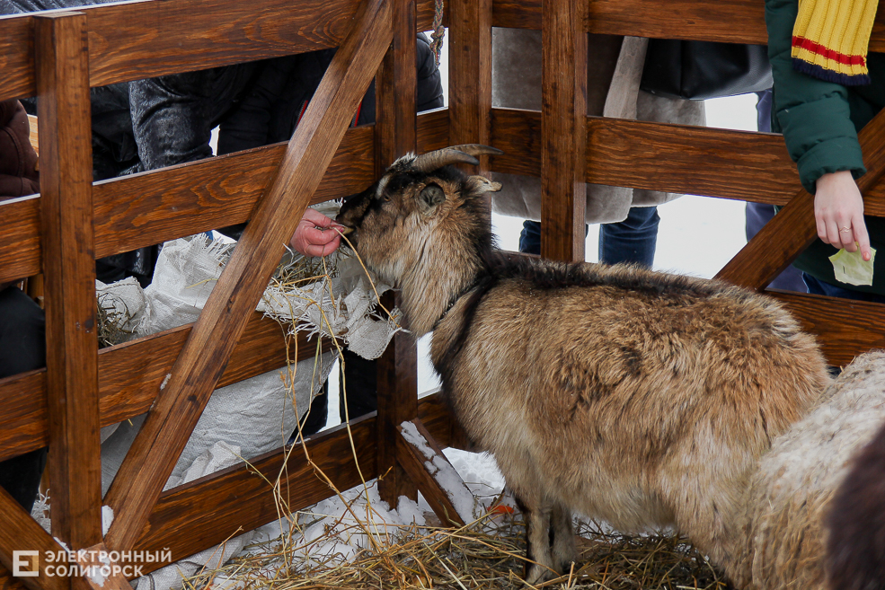 контактный зоопарк Солигорск