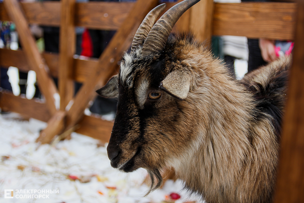 контактный зоопарк Солигорск