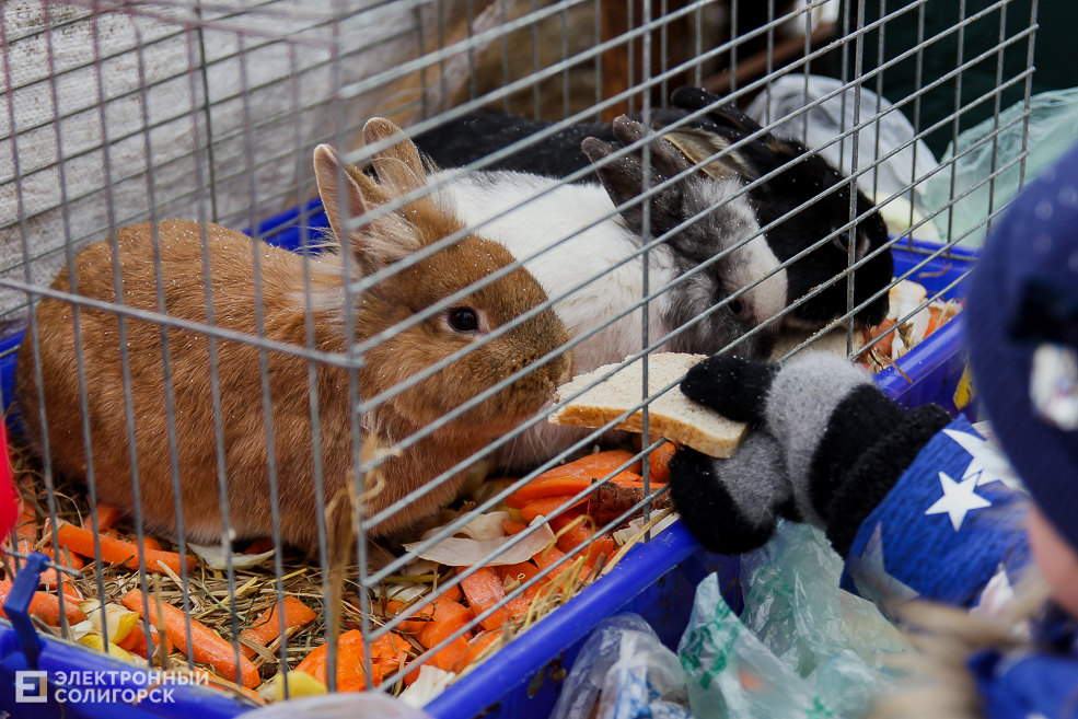 контактный зоопарк Солигорск