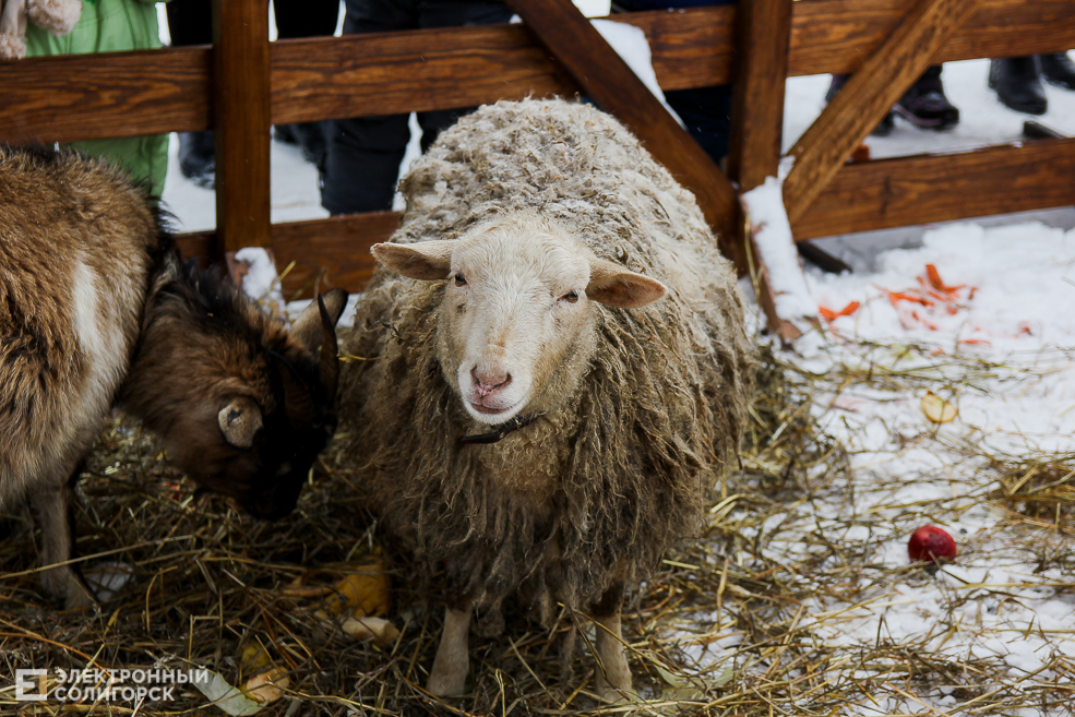 контактный зоопарк Солигорск