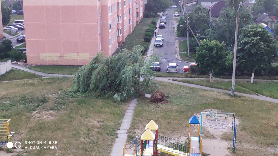 дерево упало солигорск